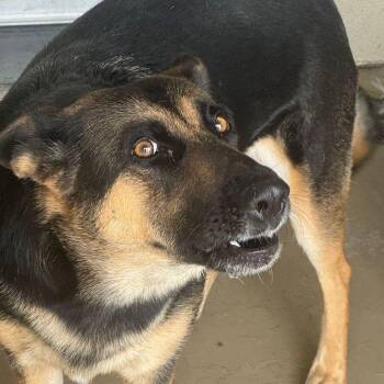 Girly -  Shepherd Dog for Adoption in Kingman, Arizona - Girly | PetCurious