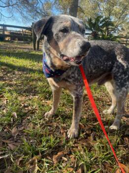 Australian Cattle Dog Blue Heeler Dogs Available for Adoption in Silsbee, Texas - Kirk (BPA CROSS POST) | PetCurious