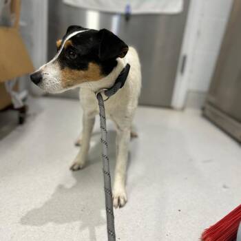 Oreo -  Mixed Breed Dog Available for Adoption in Jeffersonville, Indiana - Oreo | PetCurious