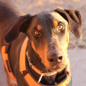 Doberman Pinscher Dogs Available for Adoption - Doc | PetCurious