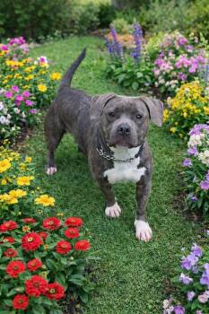 Mixed Breed Dogs Available for Adoption - Lily | PetCurious