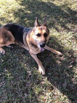 German Shepherd Dog Dogs Available for Adoption - Buck | PetCurious