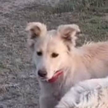 Labrador Retriever and Golden Retriever Dogs Available for Adoption - Maple | PetCurious