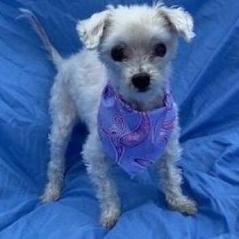 Sno -  Maltese Dog for Adoption in Dripping Springs, Texas - Sno | PetCurious