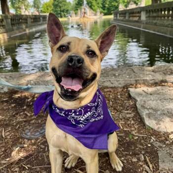 JOANNA -  Pit Bull Terrier and Mixed Breed Dog for Adoption in St. Louis, Missouri - JOANNA | PetCurious