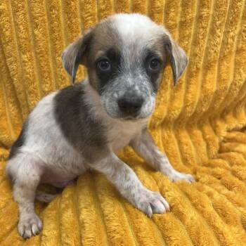 Giacchino -  Terrier and Mixed Breed Dog for Adoption in Kanab, Utah - Giacchino | PetCurious