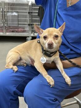Chihuahua Dogs Available for Adoption - TONKA | PetCurious