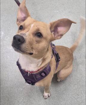 Zeus -  Terrier Dog for Adoption in Indiana, Pennsylvania - Zeus | PetCurious
