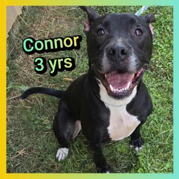 Pit Bull Terrier Dogs Available for Adoption in Cleveland, Tennessee - Connor | PetCurious