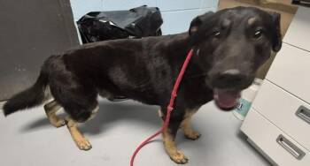 Pen 134 Edison -  German Shepherd Dog Dog Available for Adoption in Lawrenceville, Georgia - Pen 134 Edison | PetCurious