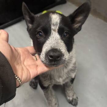 WINSTON -  Australian Cattle Dog Blue Heeler Dog for Adoption in Richmond, California - WINSTON | PetCurious