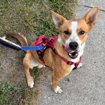 Cattle Dog Dogs Available for Adoption in Madison, Wisconsin - Caramel | PetCurious