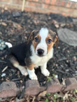 Australian Shepherd Dogs Available for Adoption - Nick (Lisa-Fostered In TN) | PetCurious