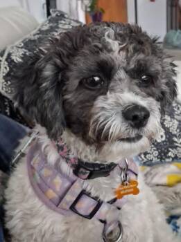 Hanzel -  Poodle Dog for Adoption in Calgary, Alberta - Hanzel | PetCurious
