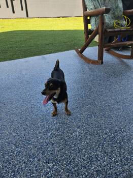 Tips -  Chiweenie Dog for Adoption in Garland, Texas - Tips | PetCurious