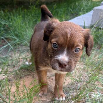 Pho -  Mixed Breed Dog for Adoption in Portland, Oregon - Pho | PetCurious