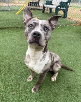 Mixed Breed Dogs Available for Adoption in Columbia, South Carolina - FLORIAN | PetCurious