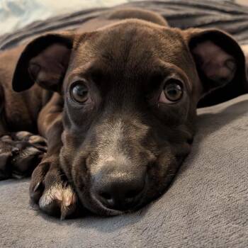 Dobby -  American Staffordshire Terrier and Boxer Dog for Adoption in Calabash, North Carolina - Dobby | PetCurious
