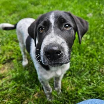 Spruce -  Pointer and Mixed Breed Dog for Adoption in Rochester, Minnesota - Spruce | PetCurious