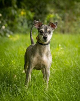 REMY (0107) -  Terrier Dog for Adoption in Bridgeport, Connecticut - REMY (0107) | PetCurious