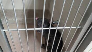 TERRENCE -  Pit Bull Terrier and Cane Corso Dog for Adoption in Aurora, Illinois - TERRENCE | PetCurious