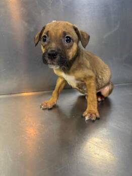 Mixed Breed Dogs Available for Adoption in West Chester, Pennsylvania - Bay | PetCurious