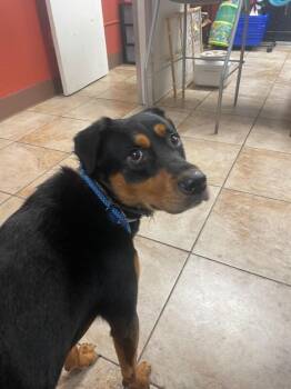 Puddles -  Mixed Breed Dog for Adoption in Cincinnati, Ohio - Puddles | PetCurious