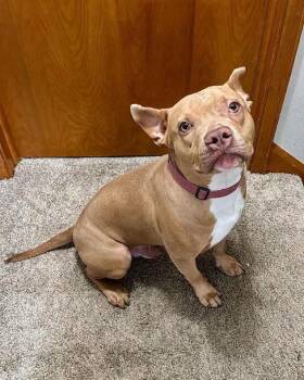 Bug -  American Bully Dog for Adoption in Pleasant Ridge, Michigan - Bug | PetCurious
