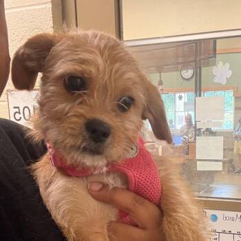 Frost -  Mixed Breed Dog for Adoption in Winston-salem, North Carolina - Frost | PetCurious