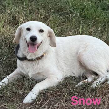 Snow -  Labrador Retriever and Mixed Breed Dog for Adoption in Hackett, Arkansas - Snow | PetCurious