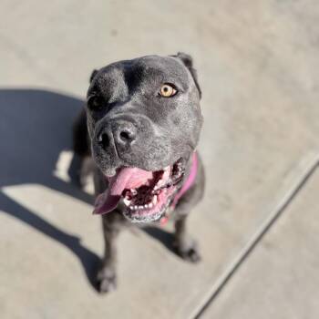 Mazie -  Cane Corso Dog for Adoption in Los Angeles, California - Mazie | PetCurious