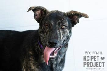 Brennan -  Mixed Breed Dog for Adoption in Kansas City, Missouri - Brennan | PetCurious