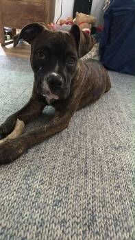 Boxer Dogs Available for Adoption in Bristol, Wisconsin - Mabel | PetCurious