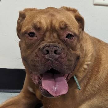 Rescue Dogue De Bordeaux Dogs for Adoption in Yankton, South Dakota - Nala | PetCurious