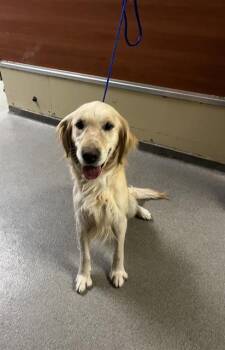 Golden Retriever Dogs Available for Adoption - INA | PetCurious