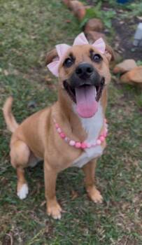 Black Mouth Cur and Husky Dogs Available for Adoption - Junie B. Jones | PetCurious