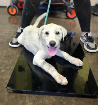 Found stray: Coach -  Labrador Retriever Dog for Adoption in Rockwall, Texas - Found Stray: Coach | PetCurious