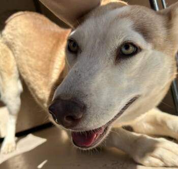 Rescue Husky Dogs for Adoption in Victorville, California - SEIZED 1608 HOLD UNTIL 11/19/2025 (G33) | PetCurious