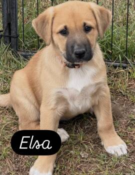 Black Mouth Cur and Shepherd Dogs Available for Adoption in Gilbert, Arizona - Elsa | PetCurious