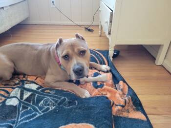 Rescue Pit Bull Terrier Dogs for Adoption in Wildomar, California - Iroc | PetCurious