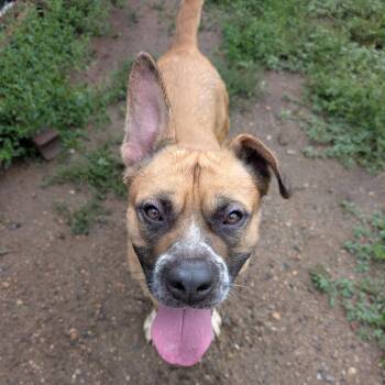 Billy -  Pit Bull Terrier and Mixed Breed Dog for Adoption in Wadena, Minnesota - Billy | PetCurious