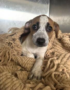 Jack Russell Terrier Dogs Available for Adoption in Pensacola, Florida - Piper | PetCurious
