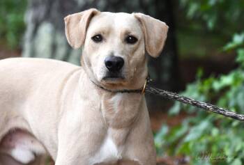 Biscuit -  Yellow Labrador Retriever Dog for Adoption in Monroe, Georgia - Biscuit | PetCurious
