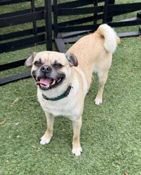 Pug Dogs Available for Adoption - Brady | PetCurious