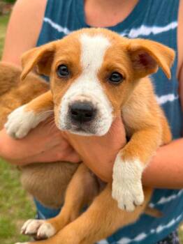 Shepherd and Labrador Retriever Dogs Available for Adoption in Sanford, North Carolina - Rubble | PetCurious