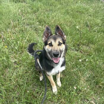 German Shepherd Dog Dogs Available for Adoption in Lake Tapwingo, Missouri - Jordan | PetCurious