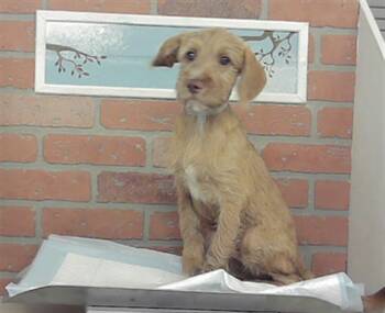 SAWYER -  Toy Fox Terrier Dog for Adoption in Houston, Texas - SAWYER | PetCurious