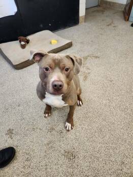 American Staffordshire Terrier Dogs Available for Adoption - Chester | PetCurious