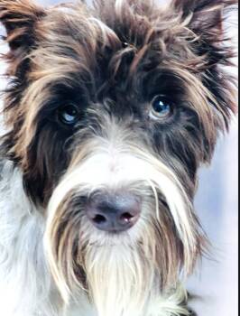 Rescue Miniature Schnauzer Dogs for Adoption in Hawthorne, California - Nala | PetCurious