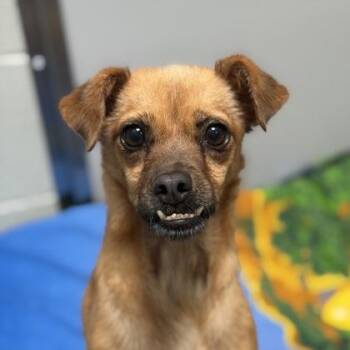Teef -  Chihuahua Dog for Adoption in Sacramento, California - Teef | PetCurious